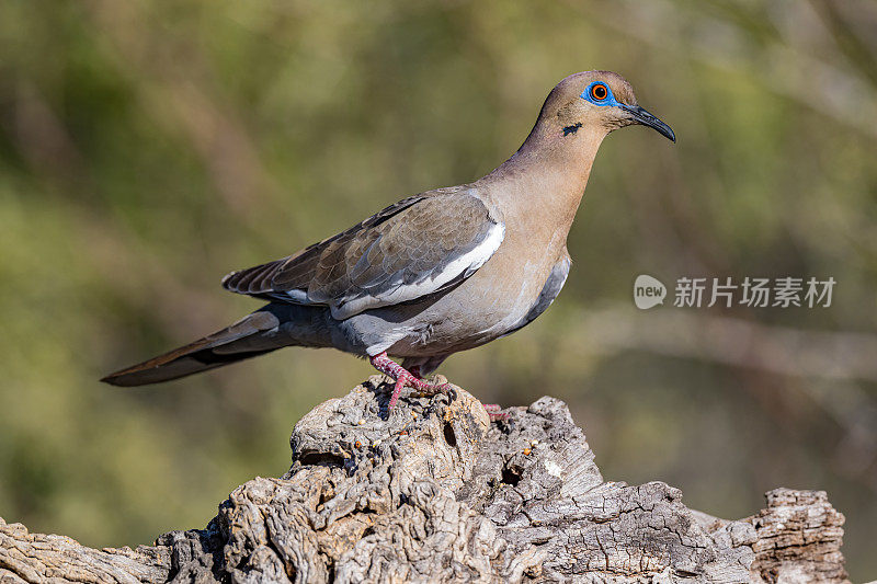 白翼鸽子(Zenaida asiatica)是一种鸽子，其本土范围从美国西南部延伸到墨西哥，中美洲和加勒比地区。索诺兰沙漠，亚利桑那州。在水中的倒影。